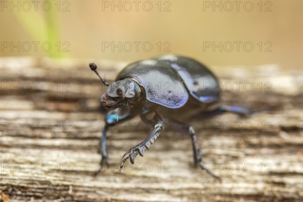 Forest dung beetle on a dead wood