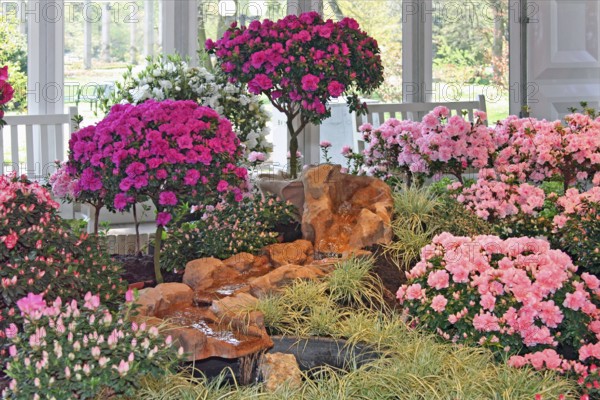 Azalea exhibition, Palmengarten, Frankfurt am Main, Hesse, Germany, Europe
