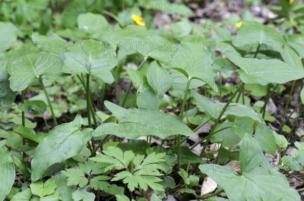 Spotted arum, Germany, Europe
