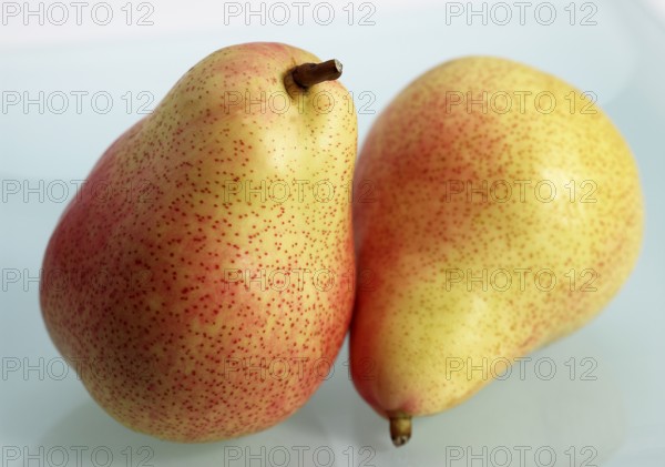 Cultivated pear, Pear, Rosaceae, Rosemary Pear (pyrus communis)