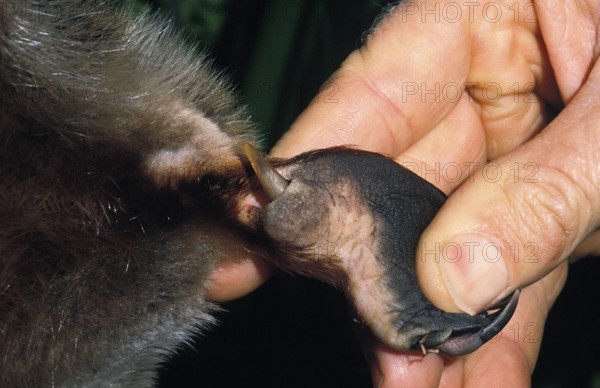 ADULT MALE PLATYPUS (ornithorhynchus anatinus), MAN SHOWING VENOMOUS SPUR ON HIND LEGS, AUSTRALIA