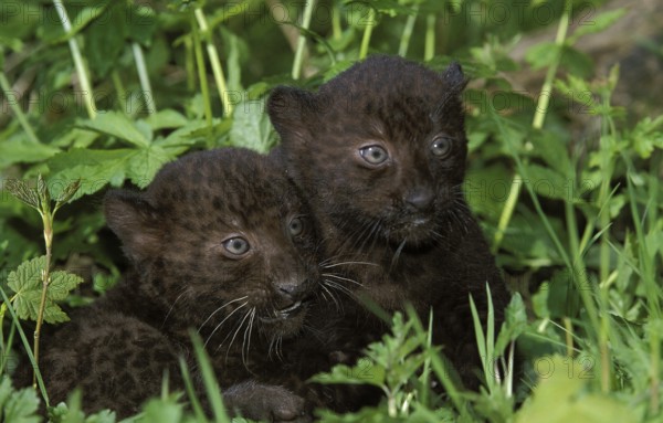 Black Panther (panthera pardus), Cub laying on Grass