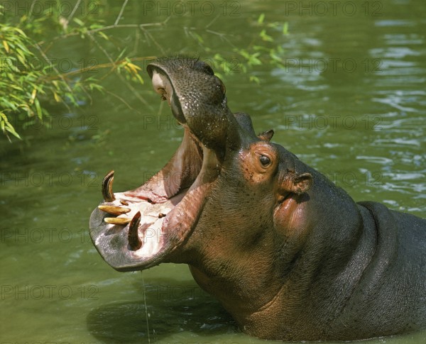 Hippopotamus (hippopotamus amphibius), Adult Yawning with open Mouth