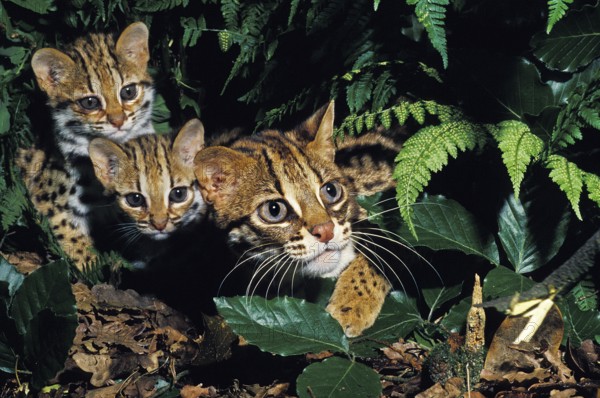 Leopard Cat (prionailurus bengalensis), Female with Cub