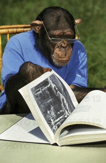 Common chimpanzee (pan troglodytes), dressed and trained to act like humans, reading a book
