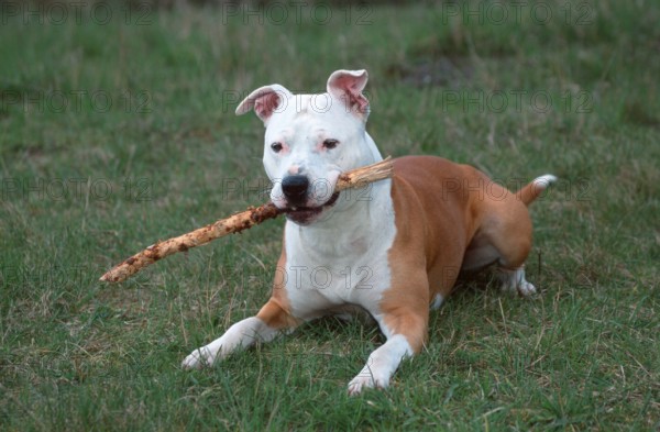 American Staffordshire Terrier, Pit Bull, plays with stick
