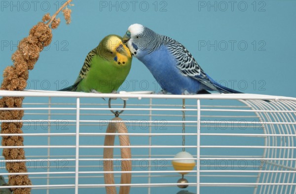 Budgerigars (Melopsittacus undulatus), pair on cage, male grooming female, Budgie
