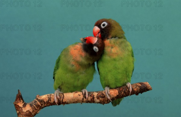 Black-cheeked Lovebirds (Agapornis nigrigenis), pair, Grooming