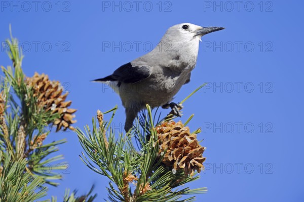 Clark's nutcracker (Nucifraga columbiana), Yellowstone National Park, Wyoming, USA, North America