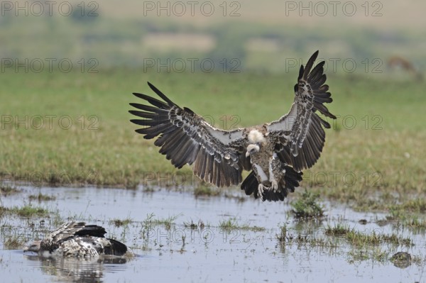 Sparrowhawk lands at bathing site (Gyps rueppelli), Maasai Mara Game Reserve, Kenya, Africa