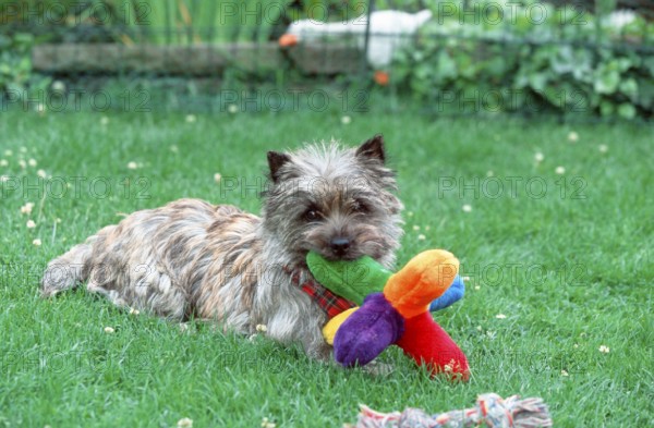 Cairn Terrier with toy, brindle