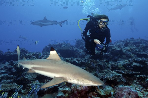 Diver and blacktip reef shark, blacktip reef shark (Carcharhinus melanopterus)