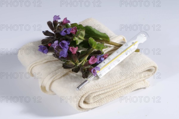 Common lungwort (Pulmonaria officinalis), clinical thermometer, mercury thermometer