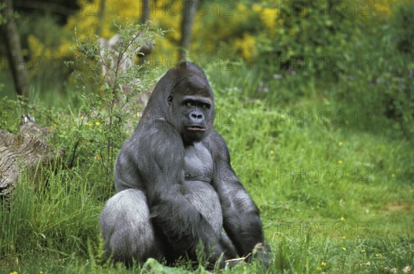 EASTERN TIEFLAND GORILLA (gorilla gorilla) graueri, MALE SITTING ON GRASS