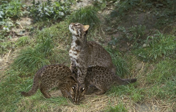 Leopard cat (prionailurus bengalensis), female with kitten