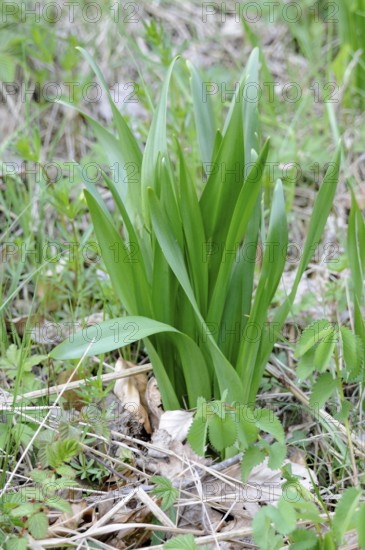 Colchium autumnale