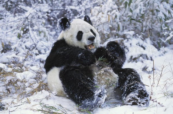 Giant Panda (ailuropoda melanoleuca), Adult on Snow, Wolong Reserve in China