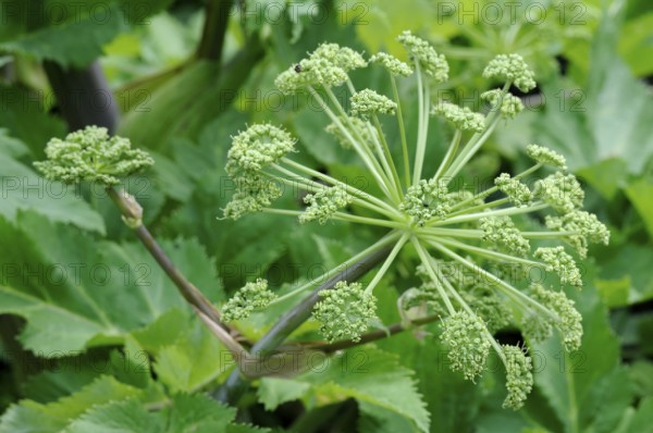 Genuine angelica, medicinal angelica (Angelica archangelica)
