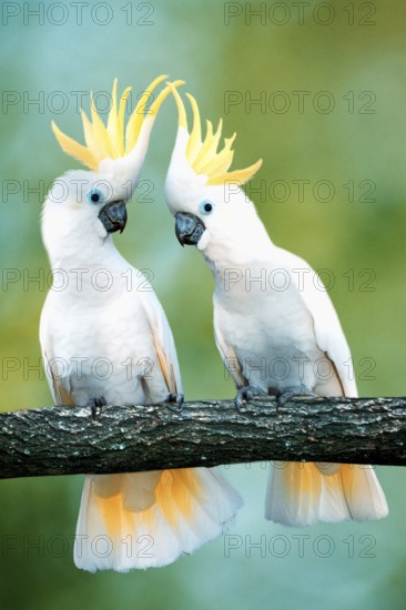 Triton Cockatoos (Cacatua galerita triton), Great Sulphur-crested Cockatoo