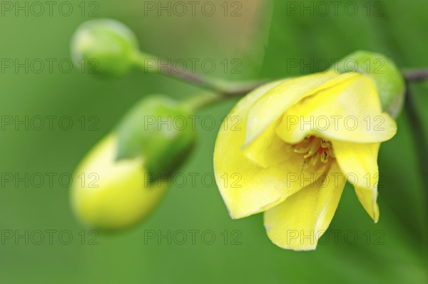 Yellow Wax Bells (Kirengeshoma palmata), Yellow Waxbells, Japanese Waxbell