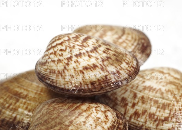 Sea Almond, Common Velvet Mussel, Sea Almond, Common Velvet Mussel, Other animals, Mussels,