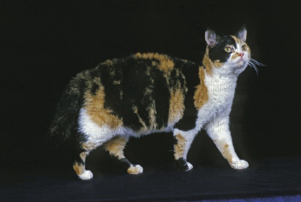 American wirehaired domestic cat, adult against black background