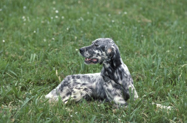 English Setter dog, adult lying on grass