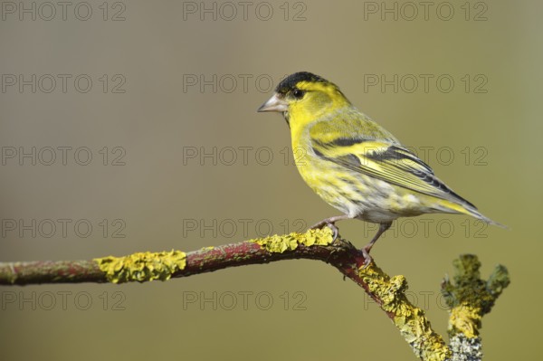 Eurasian siskin (Carduelis spinus) (Spinus spinus) male, Lower Saxony, Germany, Europe