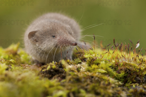 Greater white-toothed shrew (Crocidura russula) Rhineland-Palatinate, Germany, Europe