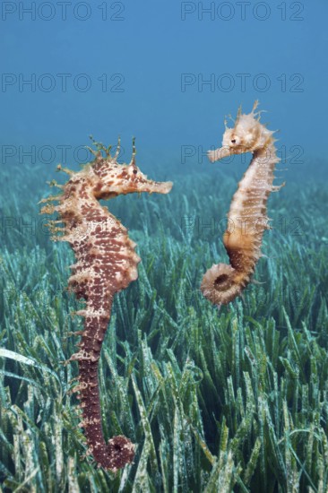 Long-snouted Seahorses (Hippocampus ramulosus) (Hippocampus guttulatus), Costa Brava, Spain, Europe
