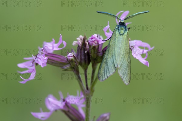 Green Forester (Adscita statices) Rhineland-Palatinate Germany