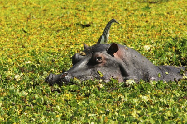 Hippopotamus (hippopotamus amphibius), Adult standing in Swamp full of Water Lettuce, Masai Mara