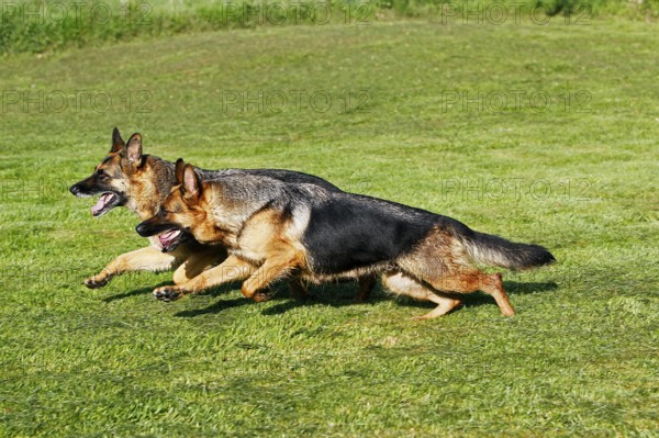 German Shepherd Dog, Adults running on Grass