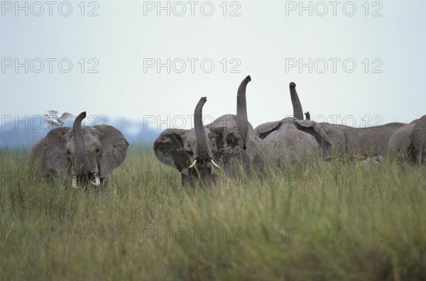African Elephant (loxodonta africana), Adults nervous with Trunk raised, Masai Mara park in Kenya