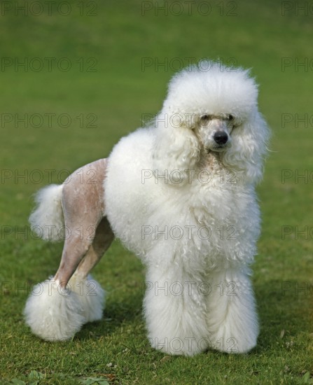 White giant poodle, adult standing on grass