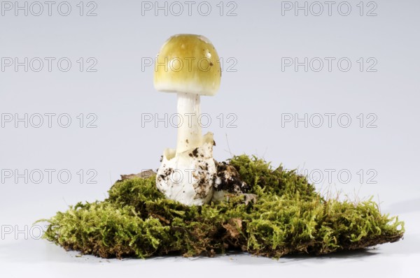 Amanita phalloides (Amanita phalloides), tuber leaf fungus