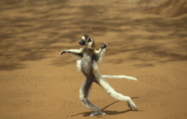 Verreaux's Sifaka (propithecus verreauxi), Adult Hopping across open Ground, Berent Reserve in