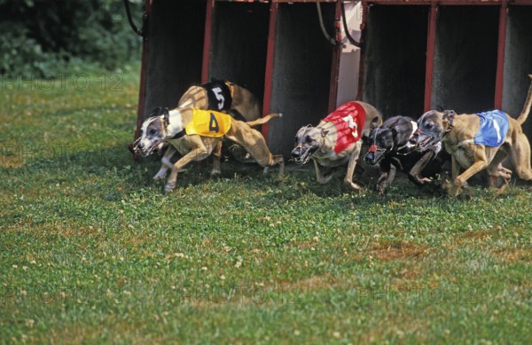 Greyhound Race