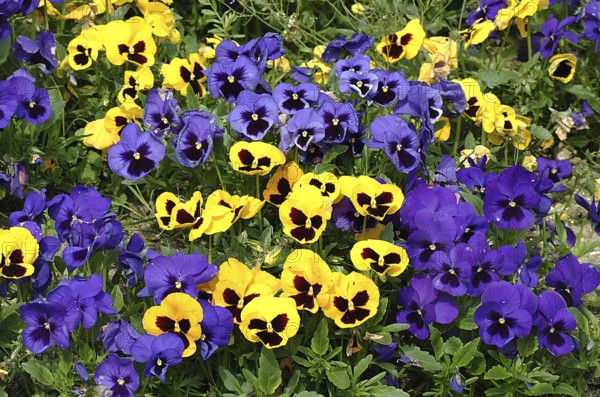 Flower Border with Pansies, viola sp