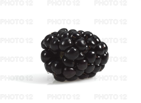 Blackberries (morus) Fruit against White Background