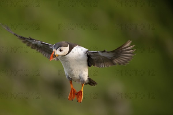 Puffin (Fratercula arctica) in flight, Bird Island Runde, Norway, Europe