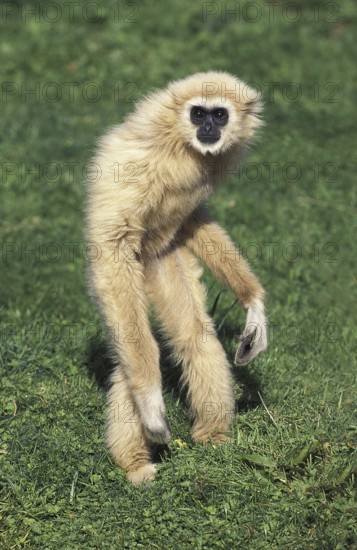 White-handed gibbon (hylobates lar), adult standing on hind legs