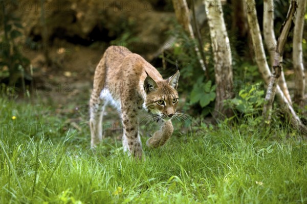 Eurasian lynx (lynx lynx wrangeli), adult walking on grass