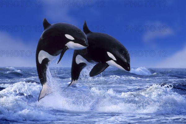 Killer whales (Orcinus orca)