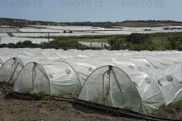 Greenhouses, Cape, Vegetable Growing, Foil Greenhouse, Foil Greenhouses, Portopalo di Capo Passero,