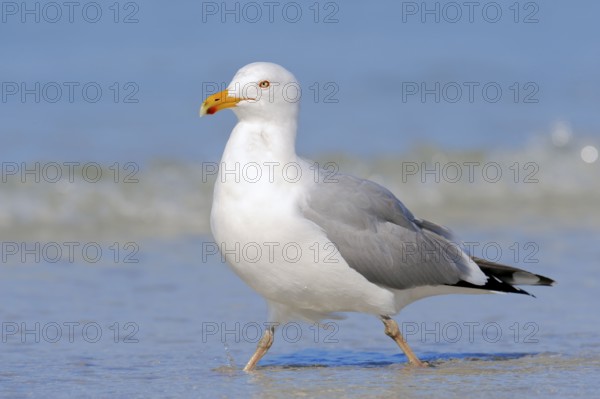 Herring Gull (Larus argentatus), Florida, USA, North America