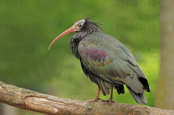 Northern bald ibis (Geronticus eremita)