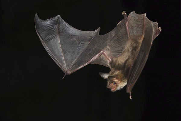 Greater Mouse-eared Bat (Myotis myotis), Germany, Europe
