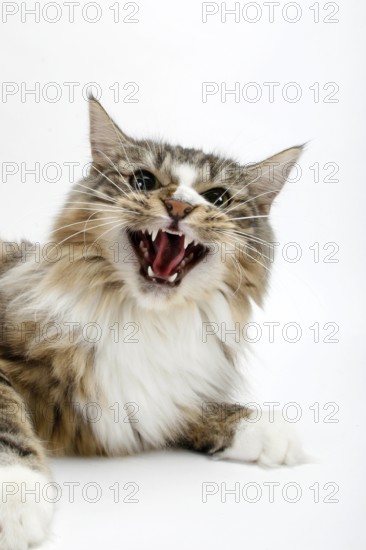 Norwegian Forest Cat