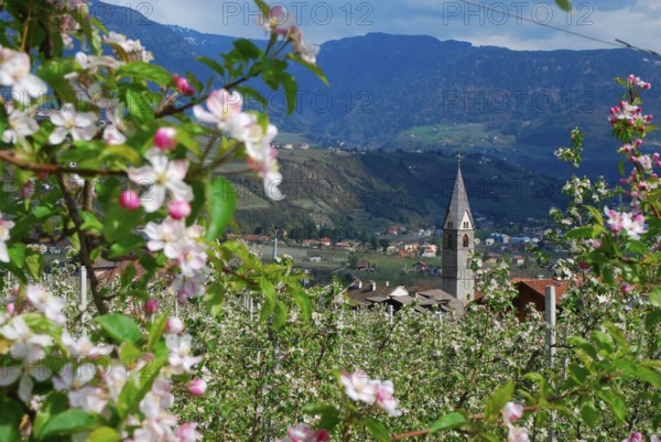 Apple cultivation, apple blossom, Vinschgau, Stubai Alps, South Tyrol, Val Venosta, Alto Adige,